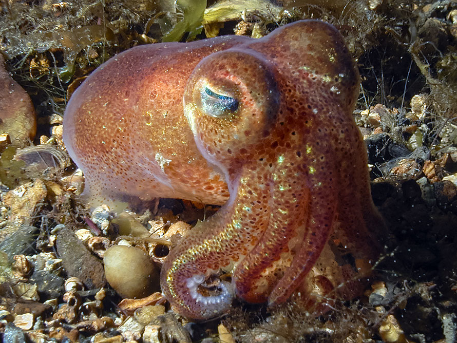 Sepiola atlantica